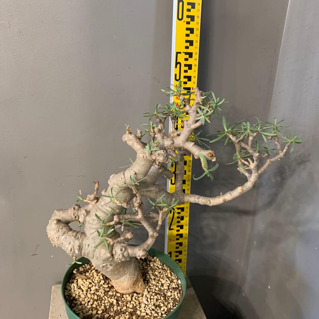 ユーフォルビア　バルサミフェラ