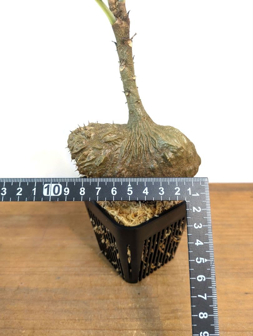 ミルメコディア ツベローサ ジャヤプラ パプア アリ植物