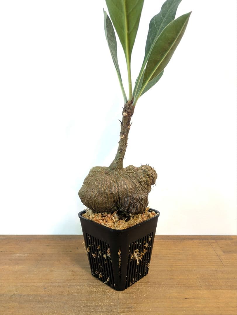ミルメコディア ツベローサ ジャヤプラ パプア アリ植物