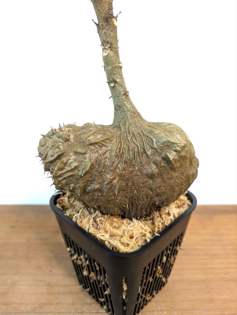 ミルメコディア ツベローサ ジャヤプラ パプア アリ植物