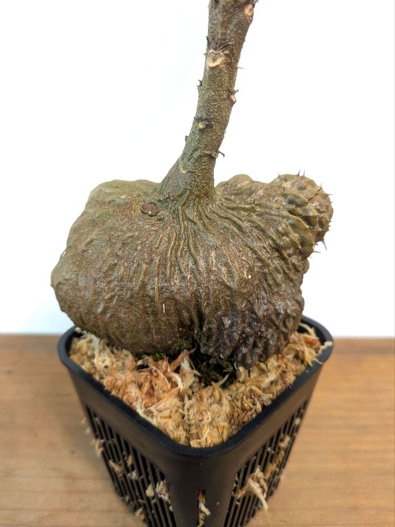 ミルメコディア ツベローサ ジャヤプラ パプア アリ植物