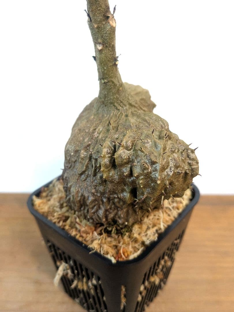 ミルメコディア ツベローサ ジャヤプラ パプア アリ植物