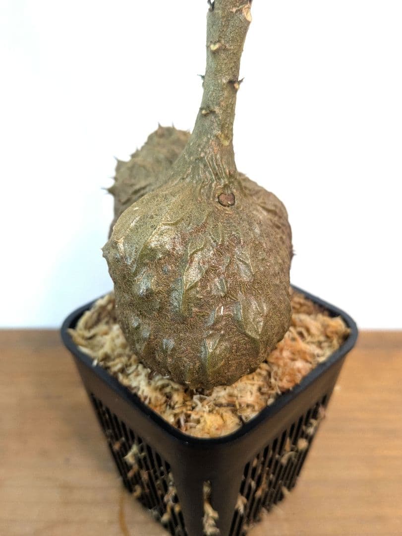 ミルメコディア ツベローサ ジャヤプラ パプア アリ植物