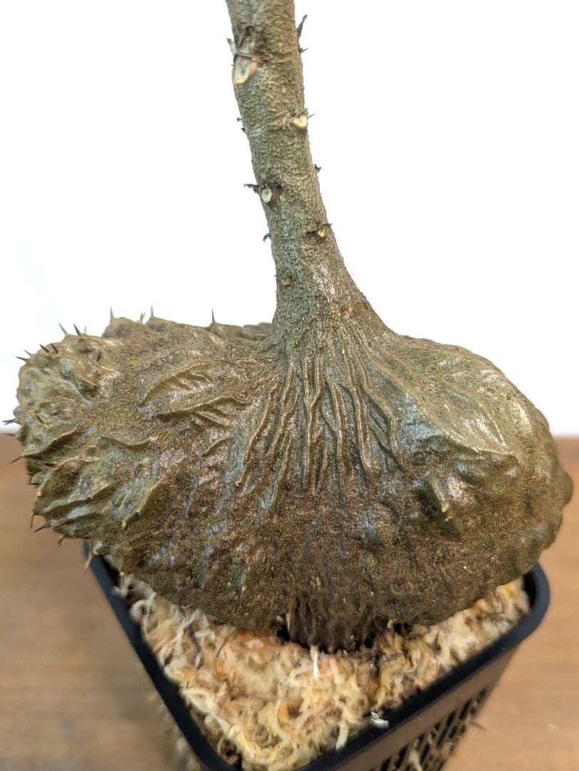 ミルメコディア ツベローサ ジャヤプラ パプア アリ植物