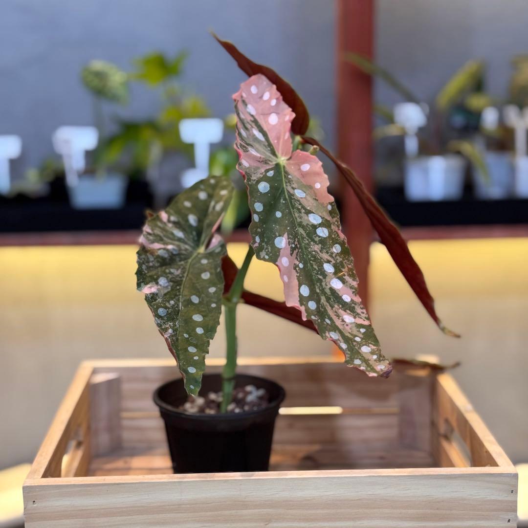 96 ベゴニア　マクラータ　斑入り　美斑　新芽も美斑確定