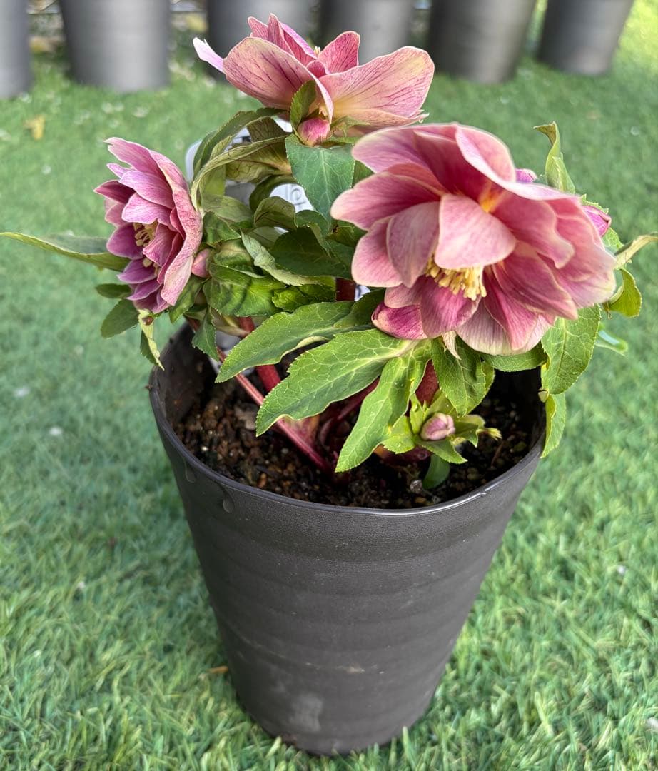 【一点物】広瀬園芸　クリスマスローズ　ソレイユ