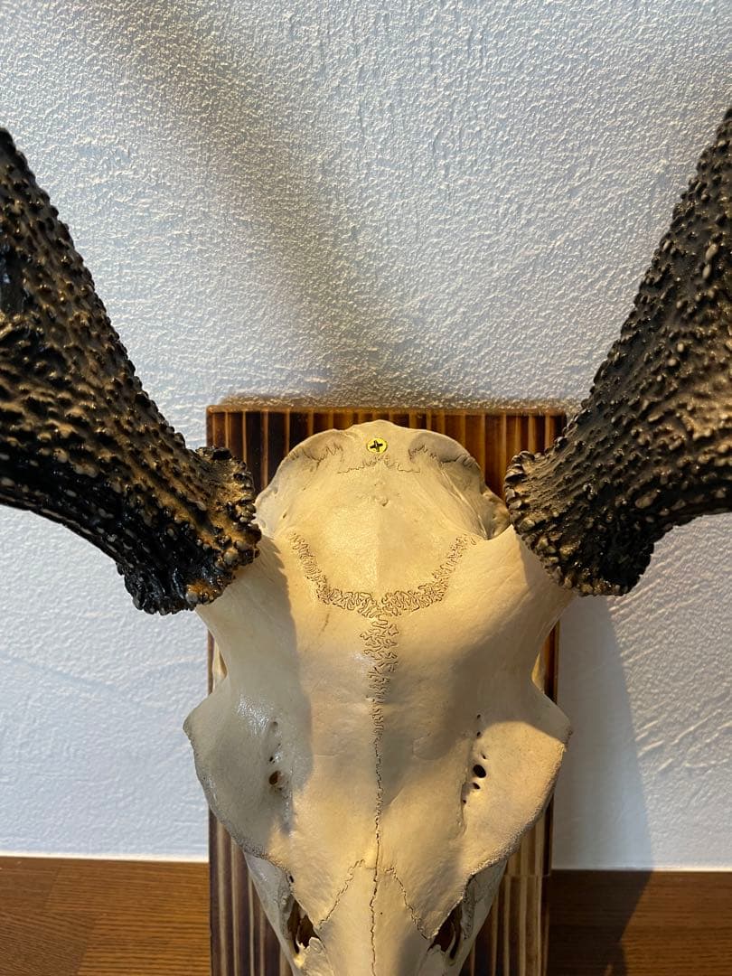 ハンティングトロフィー　ハンドメイド 鹿の頭骨 壁掛け装飾