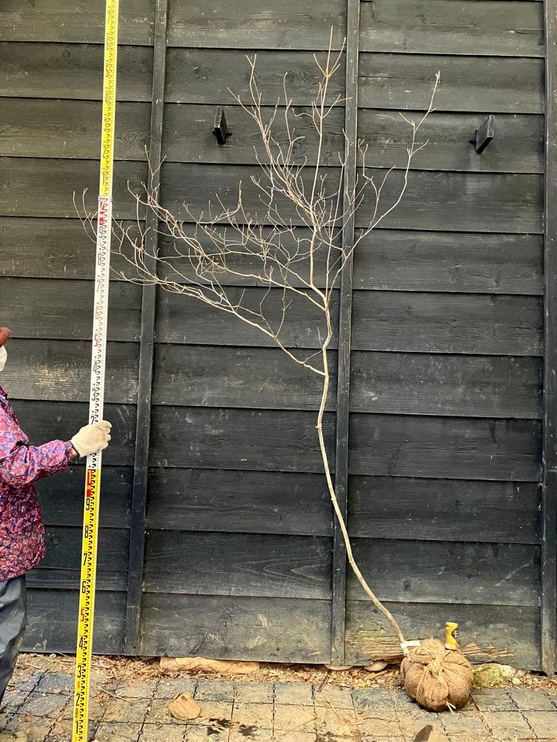 70 山採り　ミツバツツジ