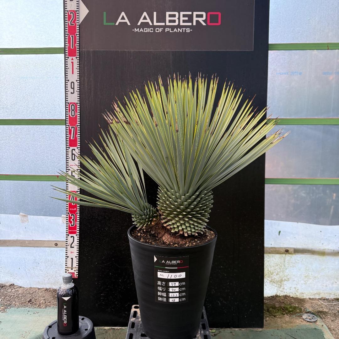 タ*グ様 【AL1100】ユッカ　ロストラータ　希少ダブルヘッド