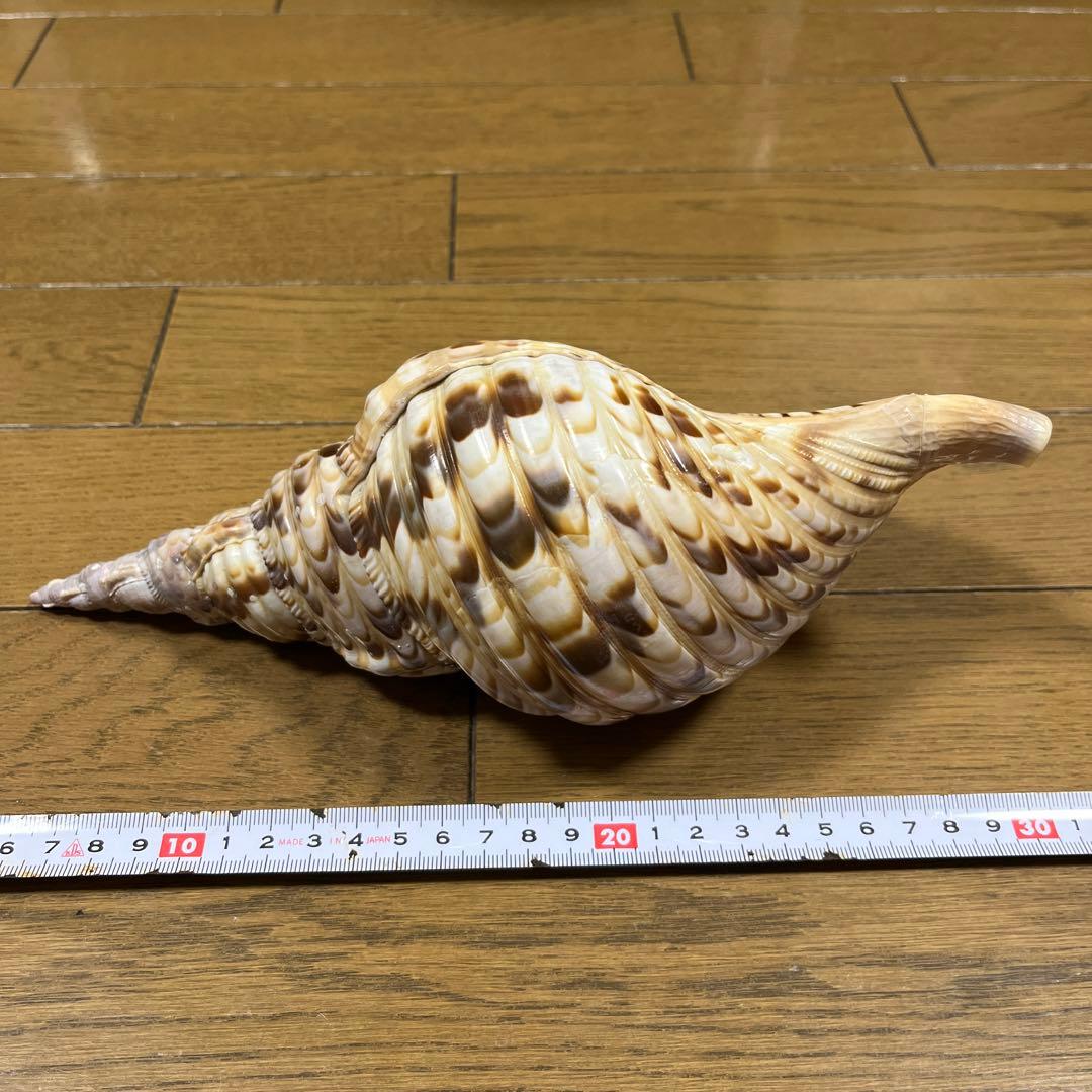 法螺貝　ホラ貝　25cm 沖縄産