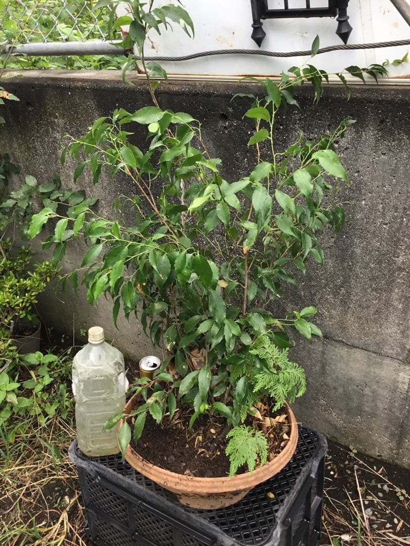 ※ハイノキ　90センチ※