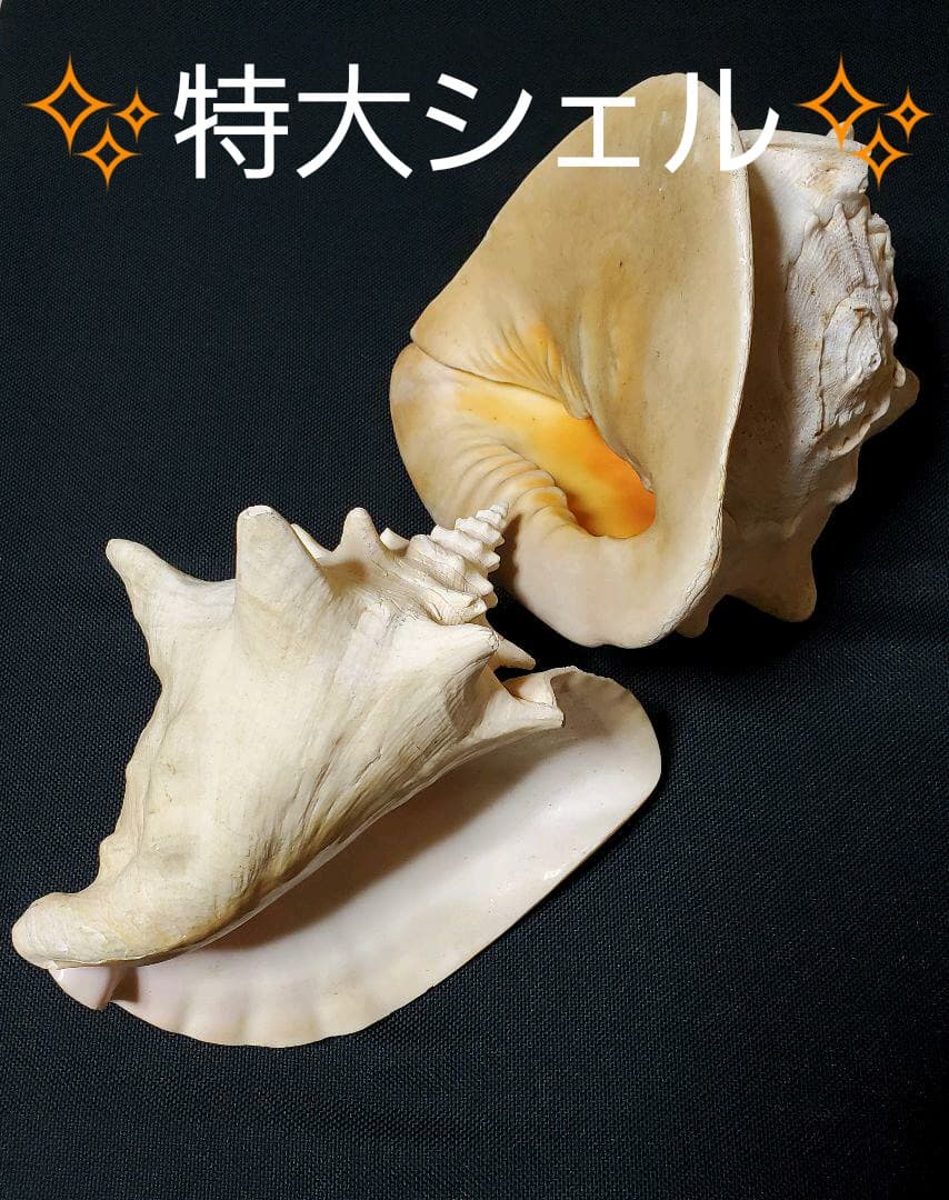 インテリア 大型 貝殻 巻貝 25cm~30cm弱 本物 2つセット