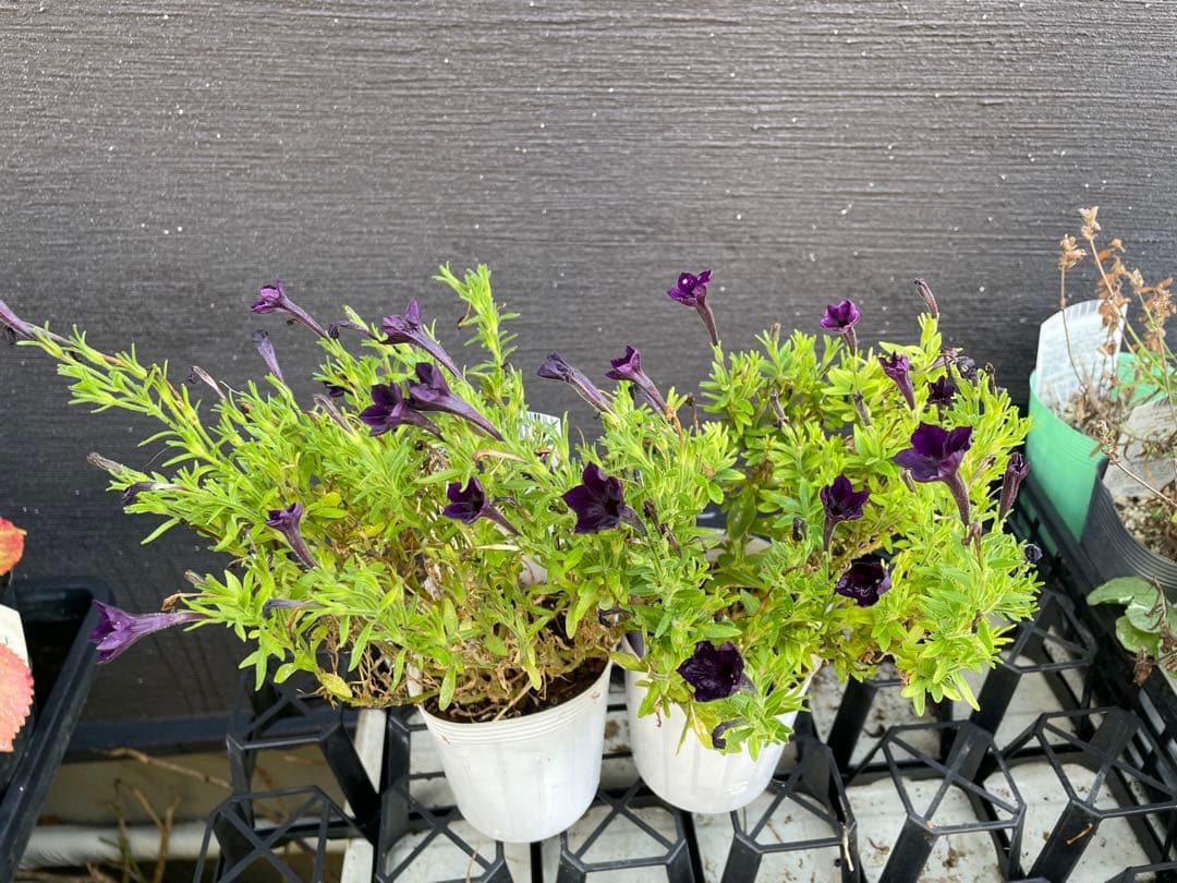 【花苗】ペチュニア　テヌート　極小輪　立ち性　ポットごと発送