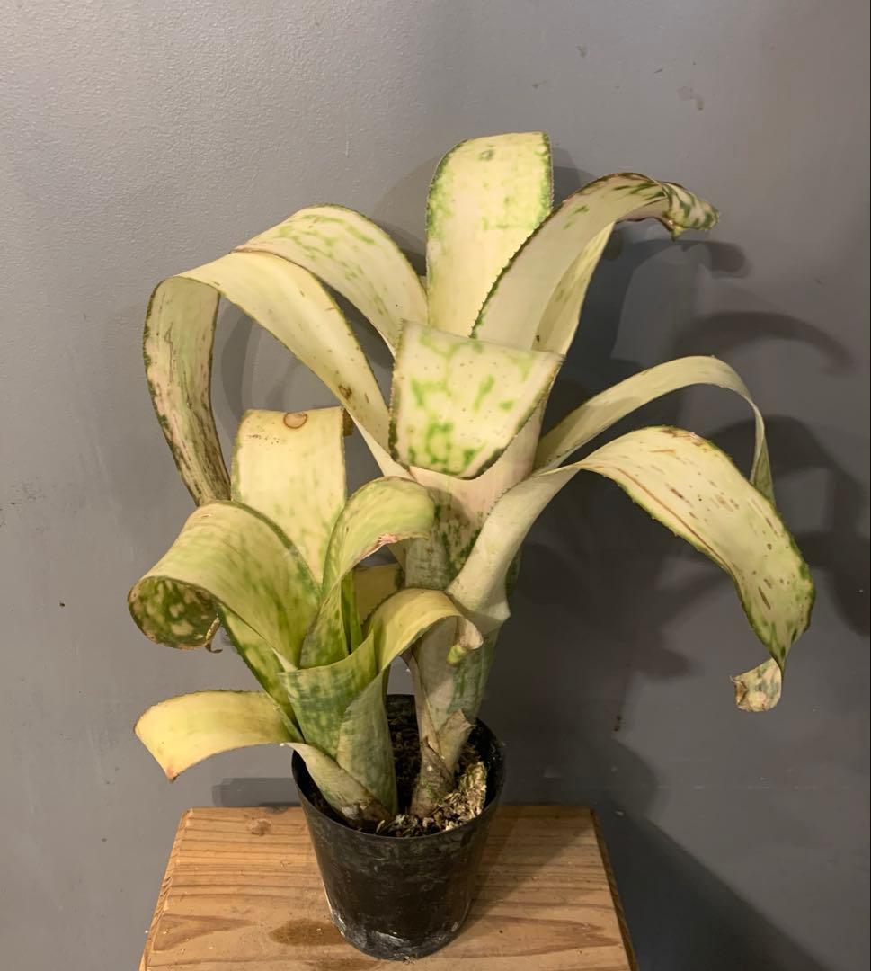 ビルベルギア ストロベリー 子株付き 1