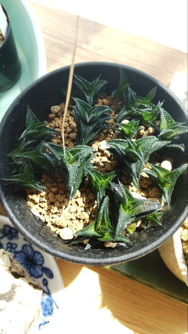 ハオルチア ニグラ 植物