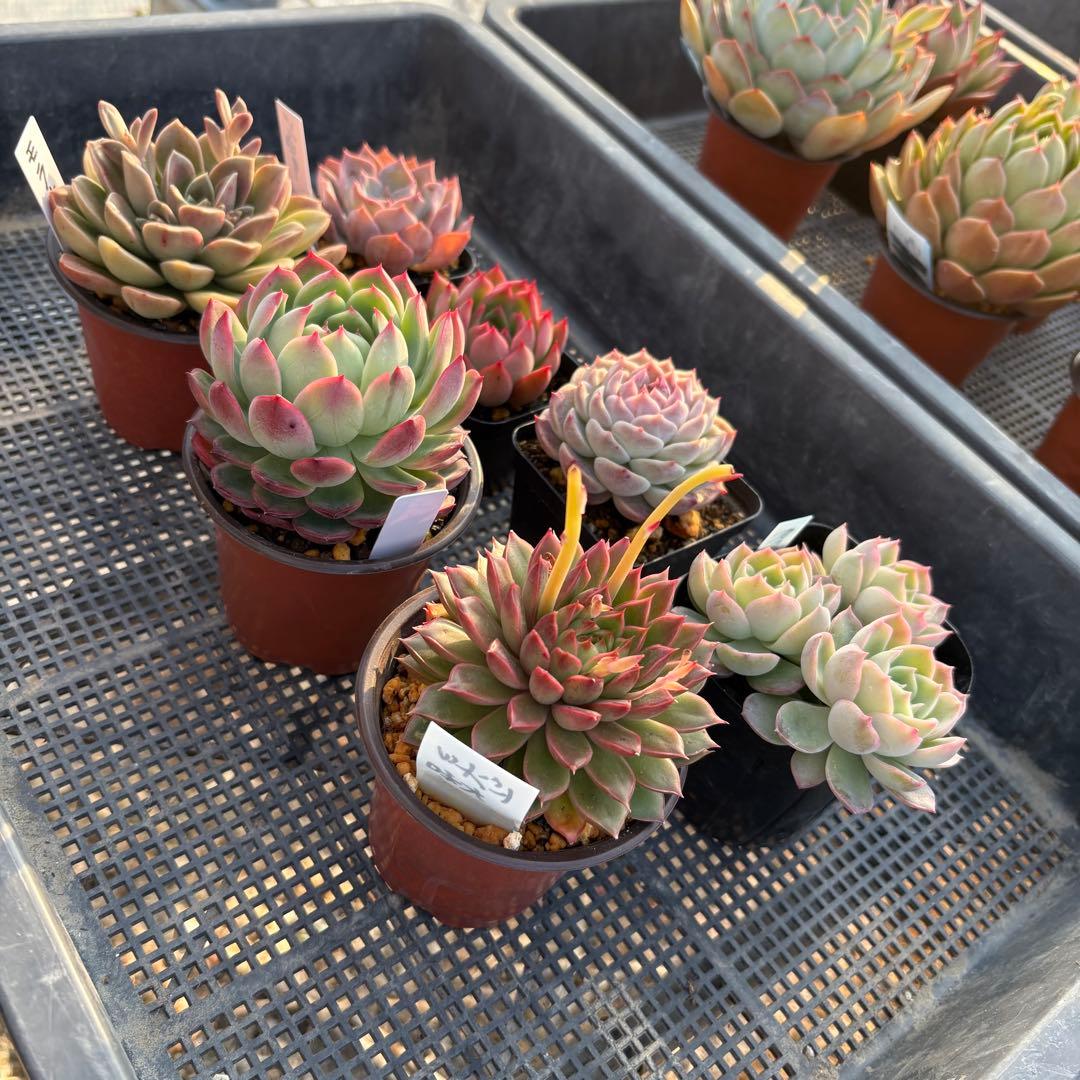 エケベリア 7種 ピンクの子セット 抜き苗 多肉植物