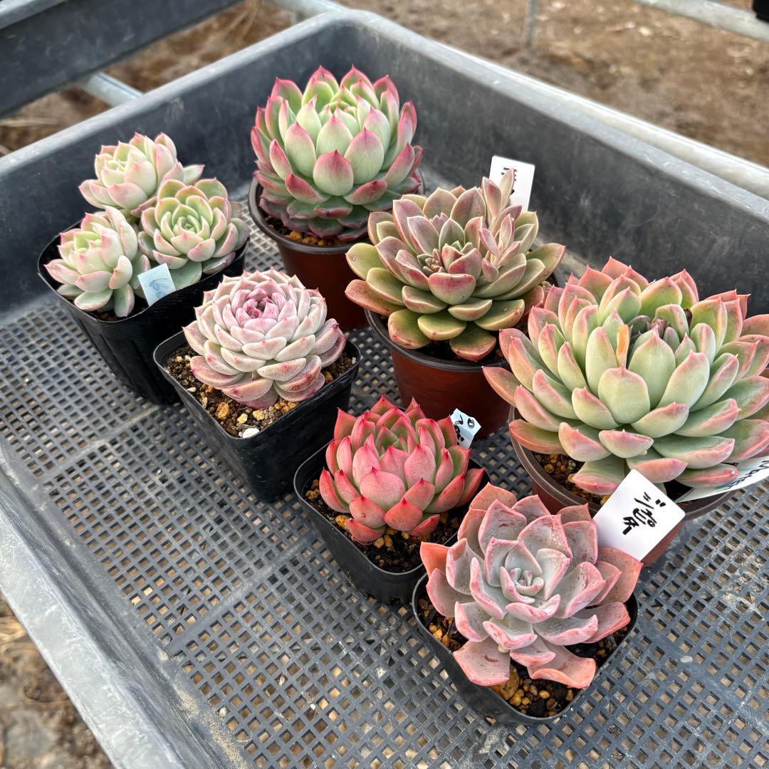 エケベリア 7種 ピンクの子セット 抜き苗 多肉植物