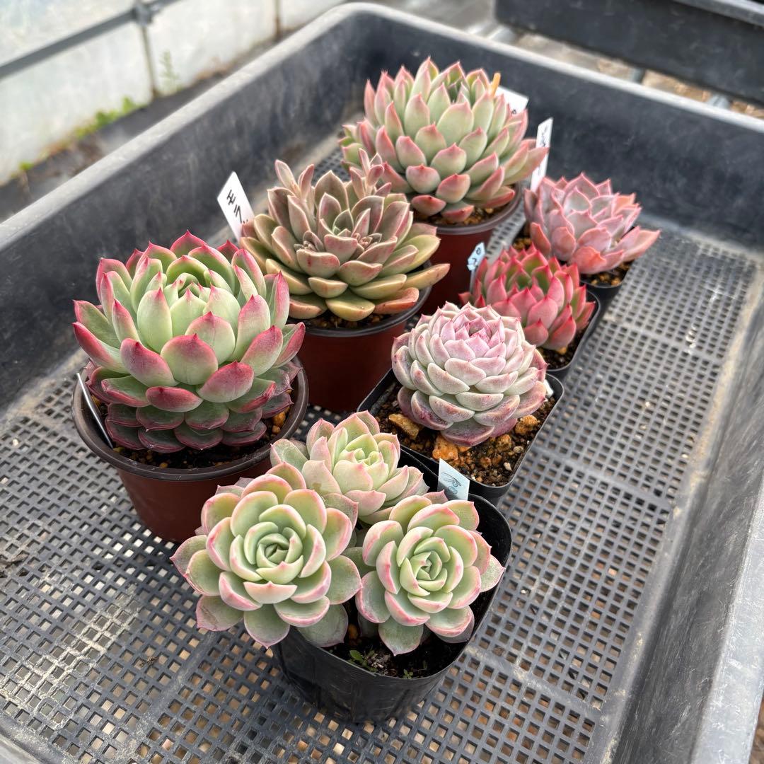 エケベリア 7種 ピンクの子セット 抜き苗 多肉植物