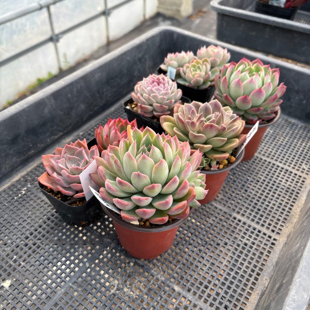 エケベリア 7種 ピンクの子セット 抜き苗 多肉植物
