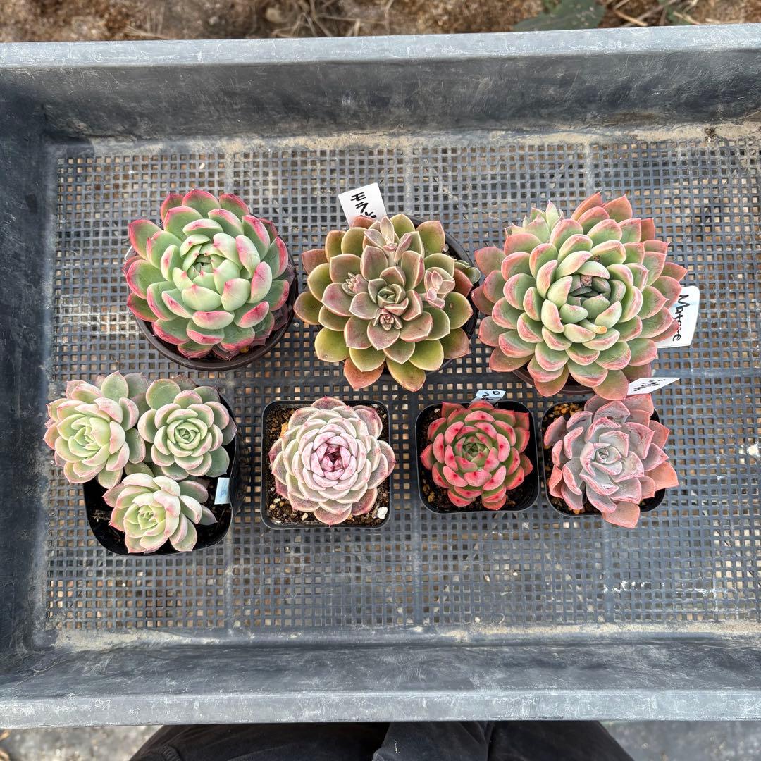 エケベリア 7種 ピンクの子セット 抜き苗 多肉植物