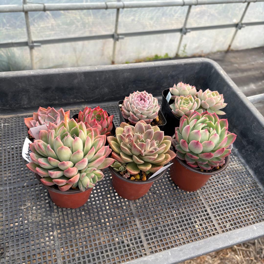 エケベリア 7種 ピンクの子セット 抜き苗 多肉植物