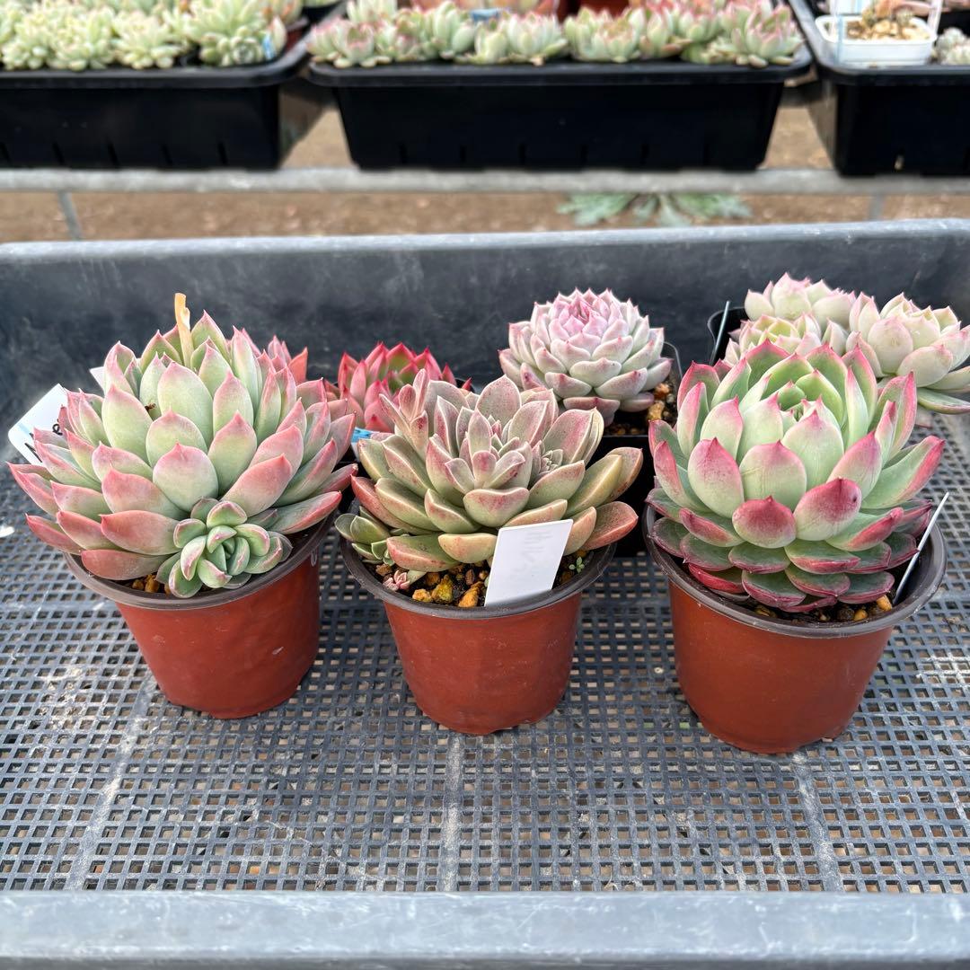 エケベリア 7種 ピンクの子セット 抜き苗 多肉植物