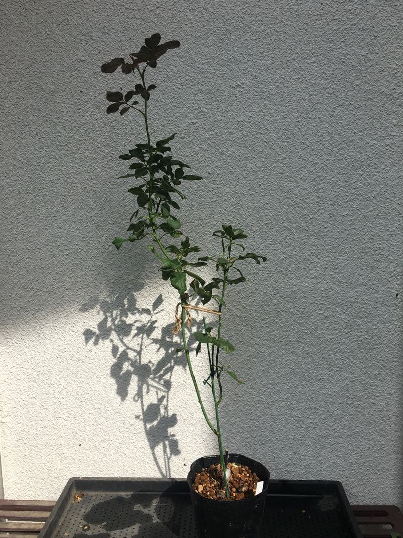 ひろココさま ご確認用 バラ苗木