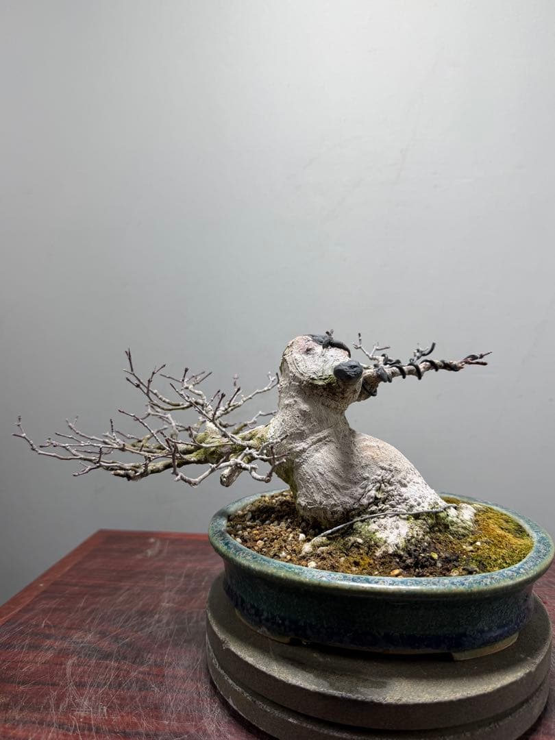 【ガチ盆栽】ヤマモミジ　懸崖式　激古　鴻陽鉢　無傷
