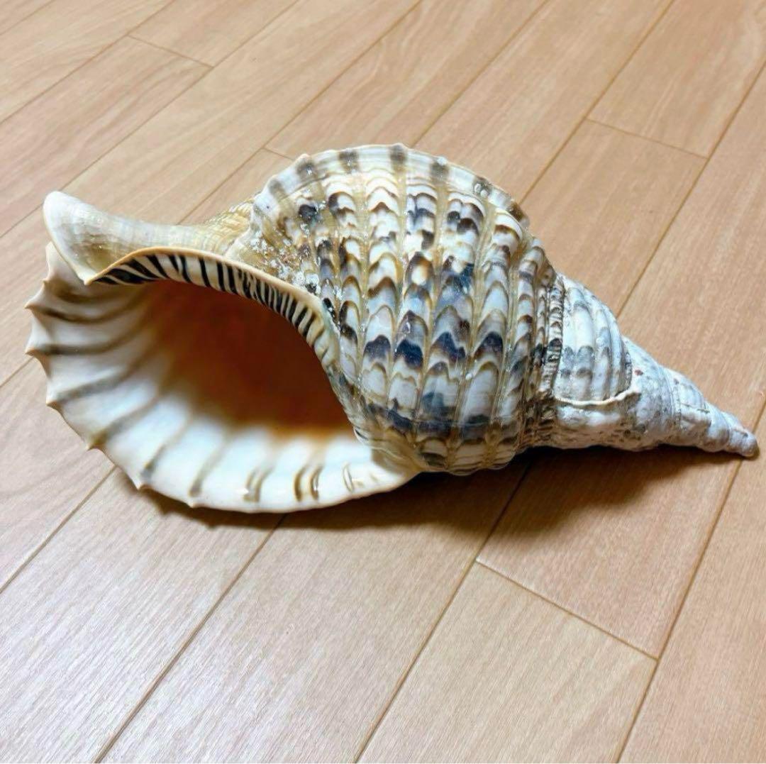 【沖縄】天然ホラ貝 法螺貝 ホラ貝 インテリア 魔除け