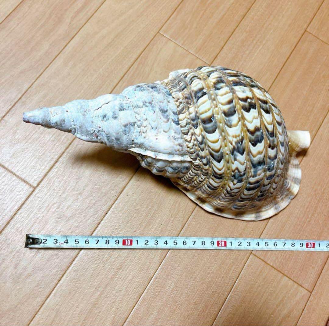 【沖縄】天然ホラ貝 法螺貝 ホラ貝 インテリア 魔除け