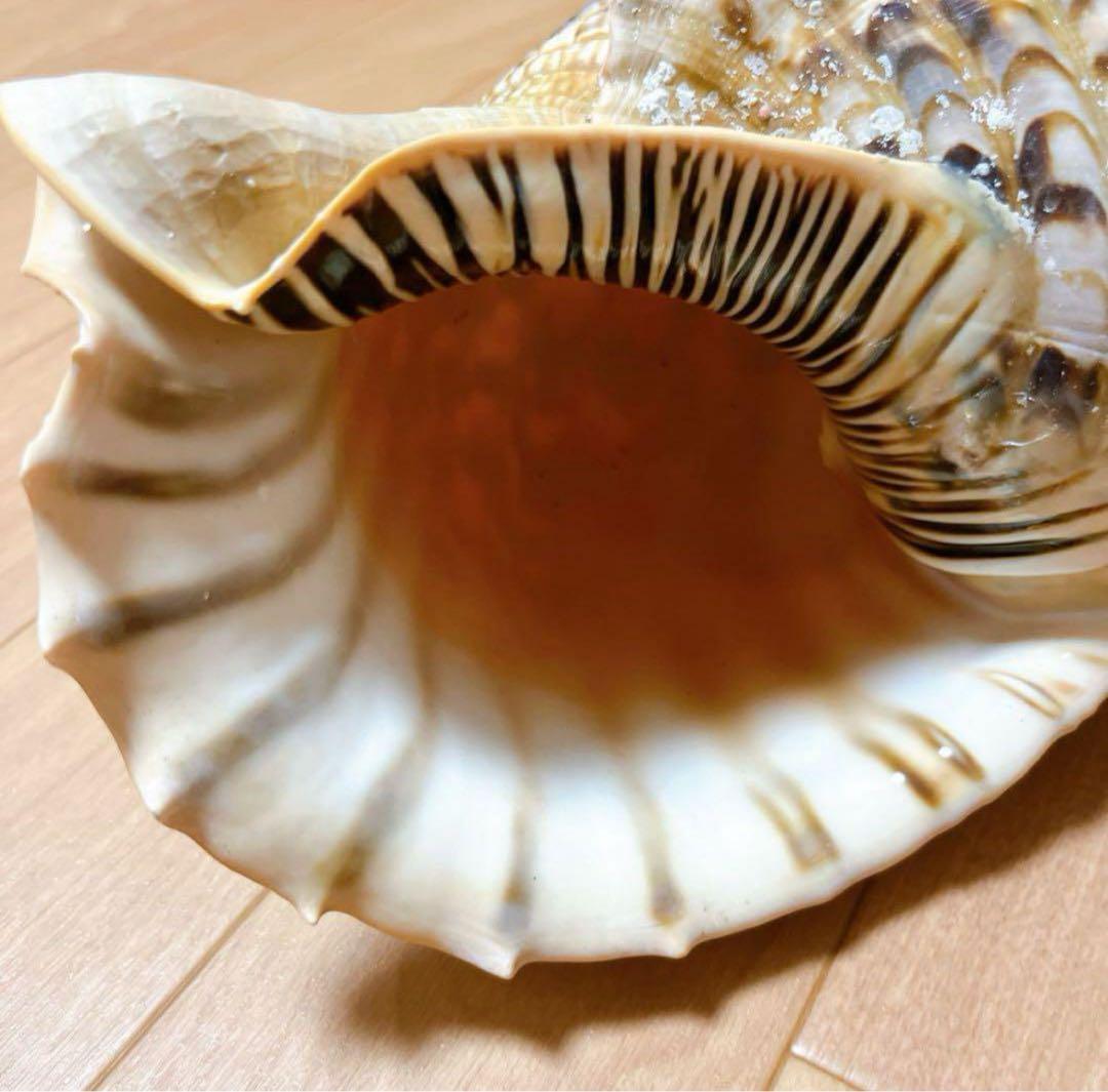 【沖縄】天然ホラ貝 法螺貝 ホラ貝 インテリア 魔除け