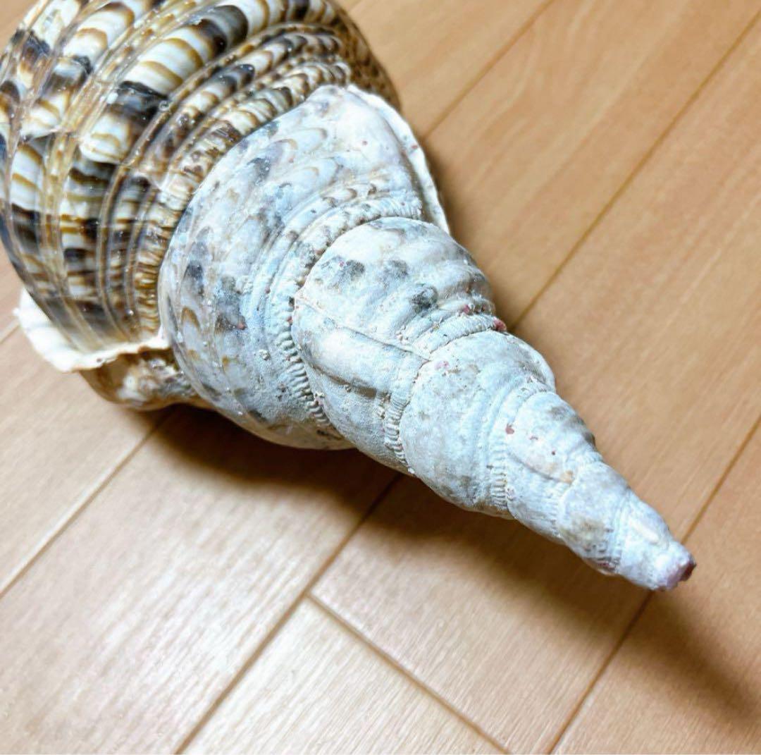 【沖縄】天然ホラ貝 法螺貝 ホラ貝 インテリア 魔除け
