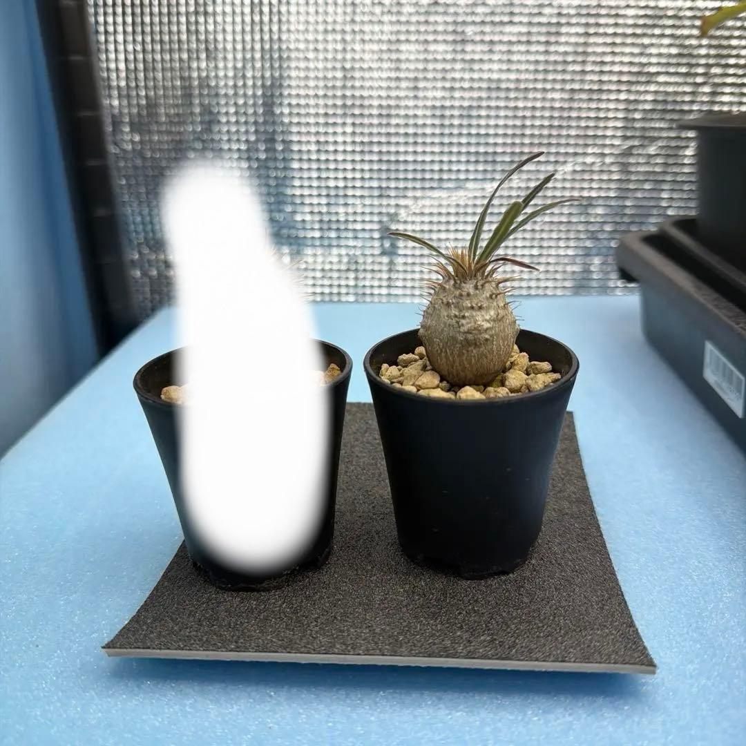 グラキリス　実生12 短小丸型