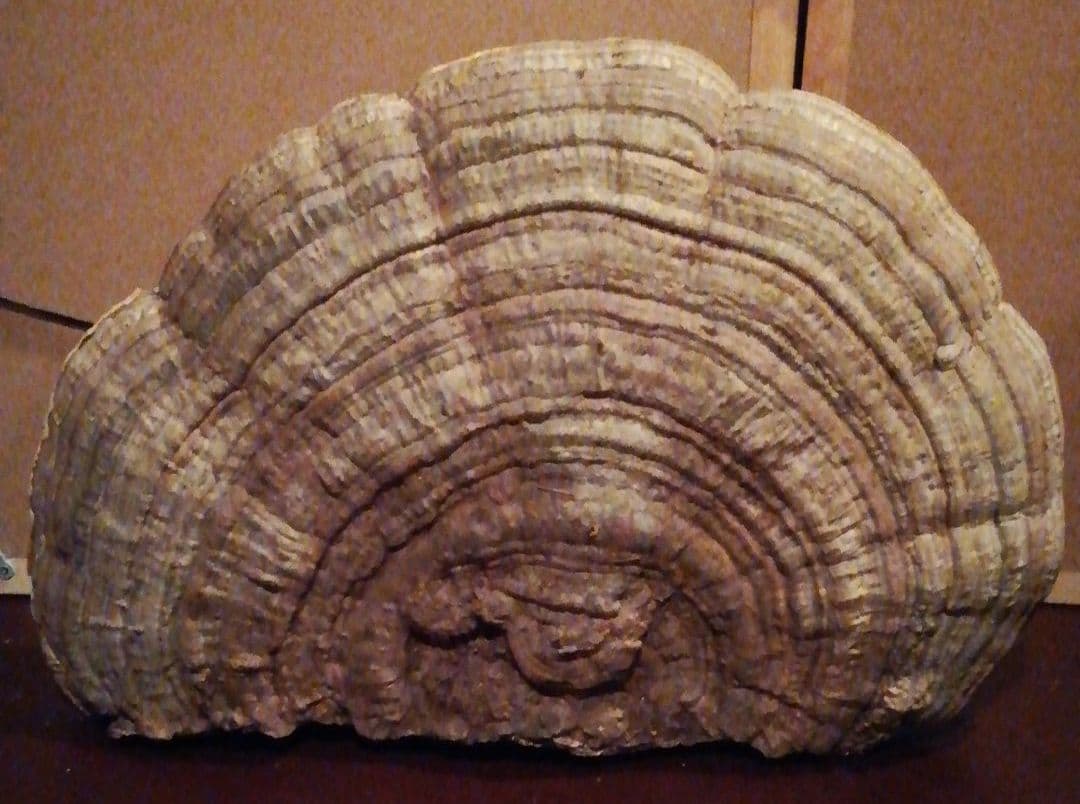 サルノコシカケ　観賞用　置物　オブジェ　昭和