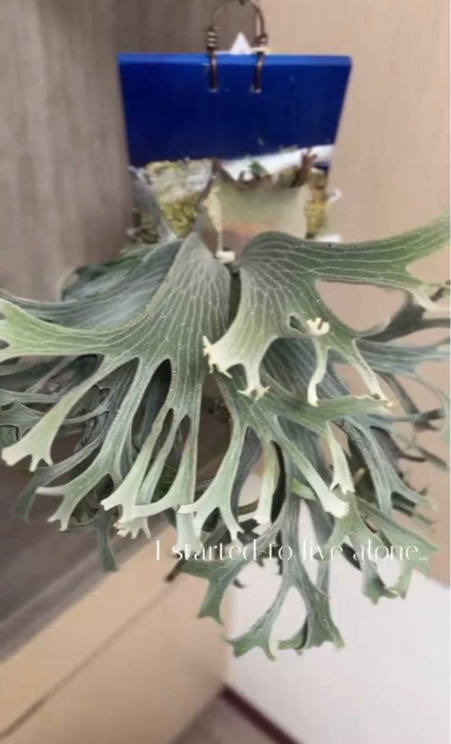 ビカクシダ P.Triceratops 三角龍（pup）