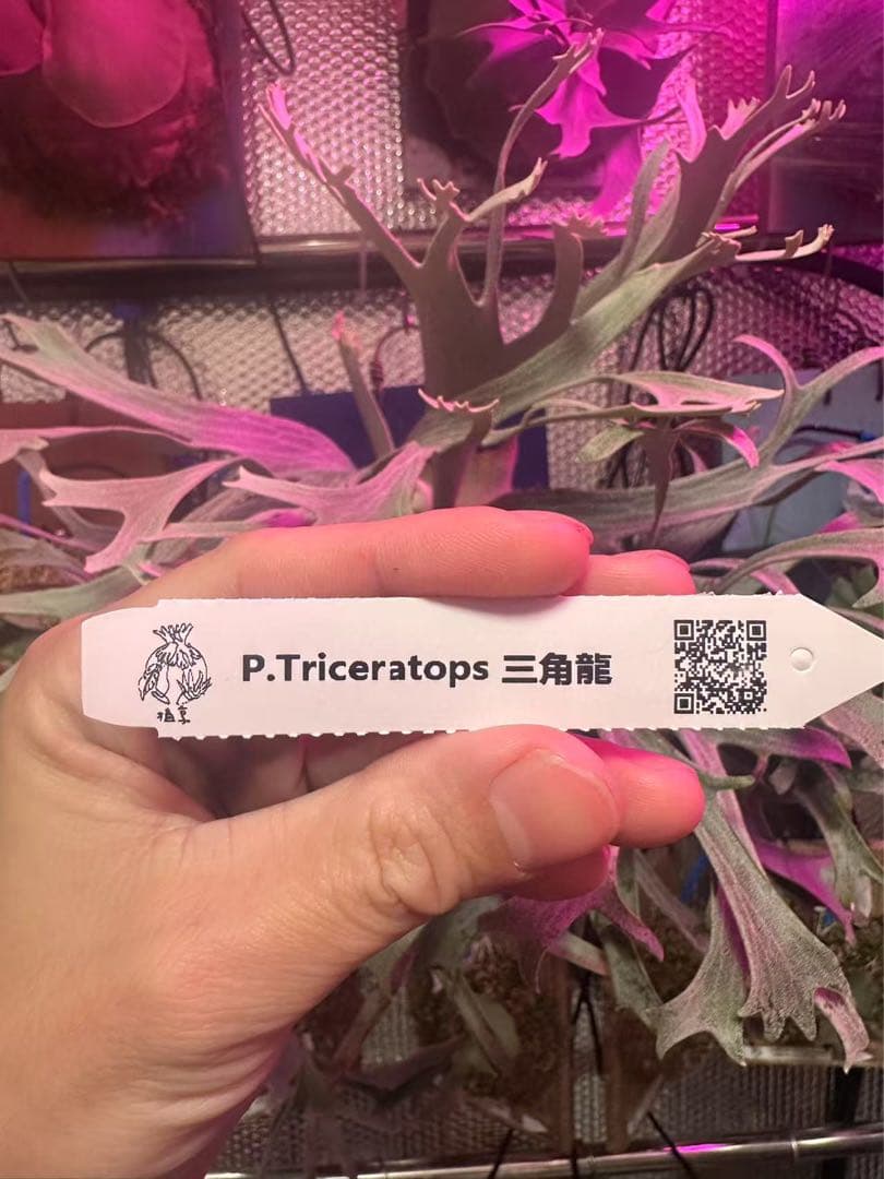 ビカクシダ P.Triceratops 三角龍（pup）