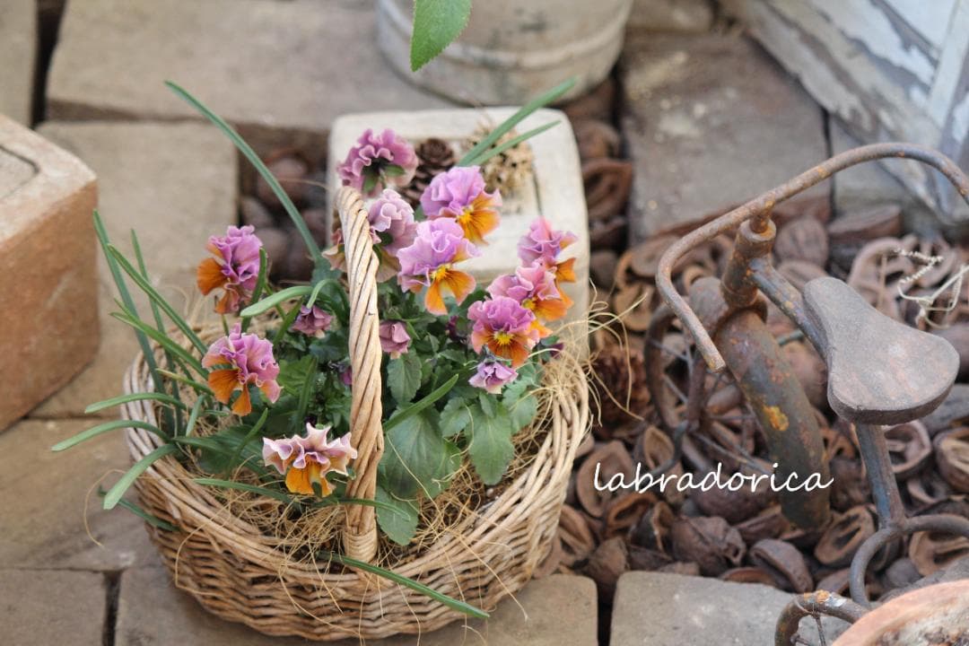 【確認用】ラブラドリカ