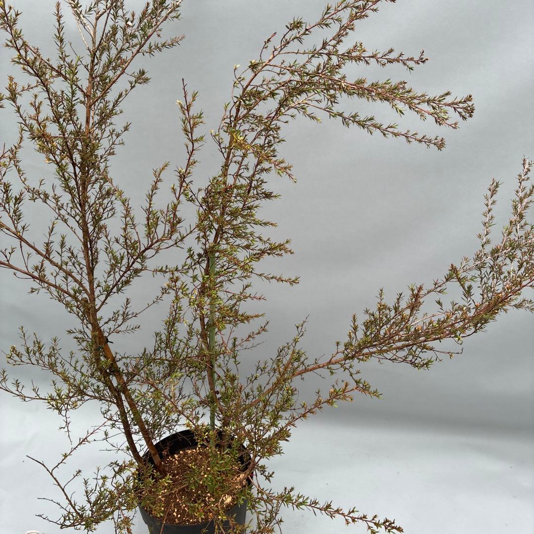 ギョリュウバイ　白花　八重