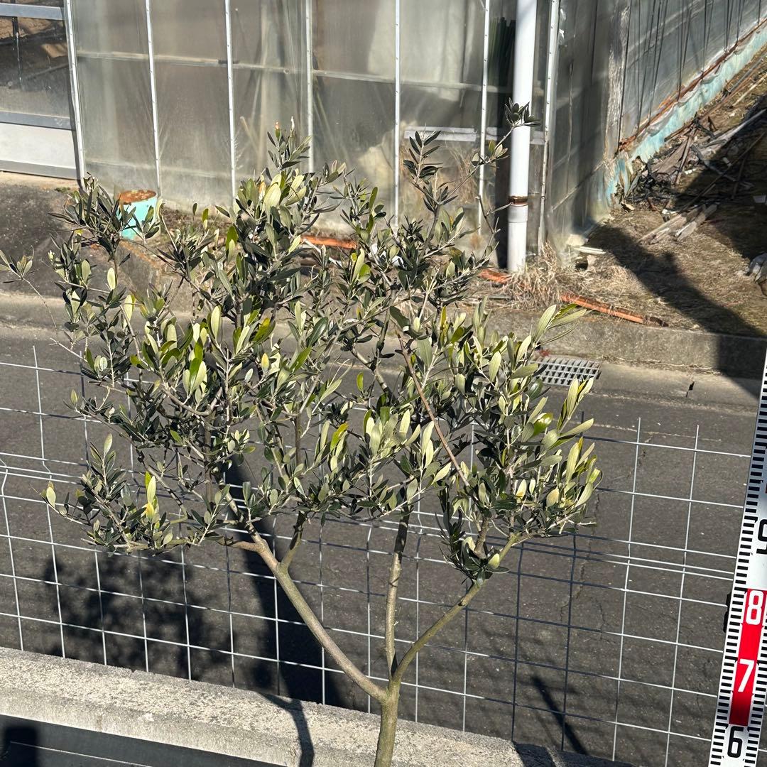 オリーブの木 シプレッシーノ 仕立て品 【樹高:約135cm】Jan01