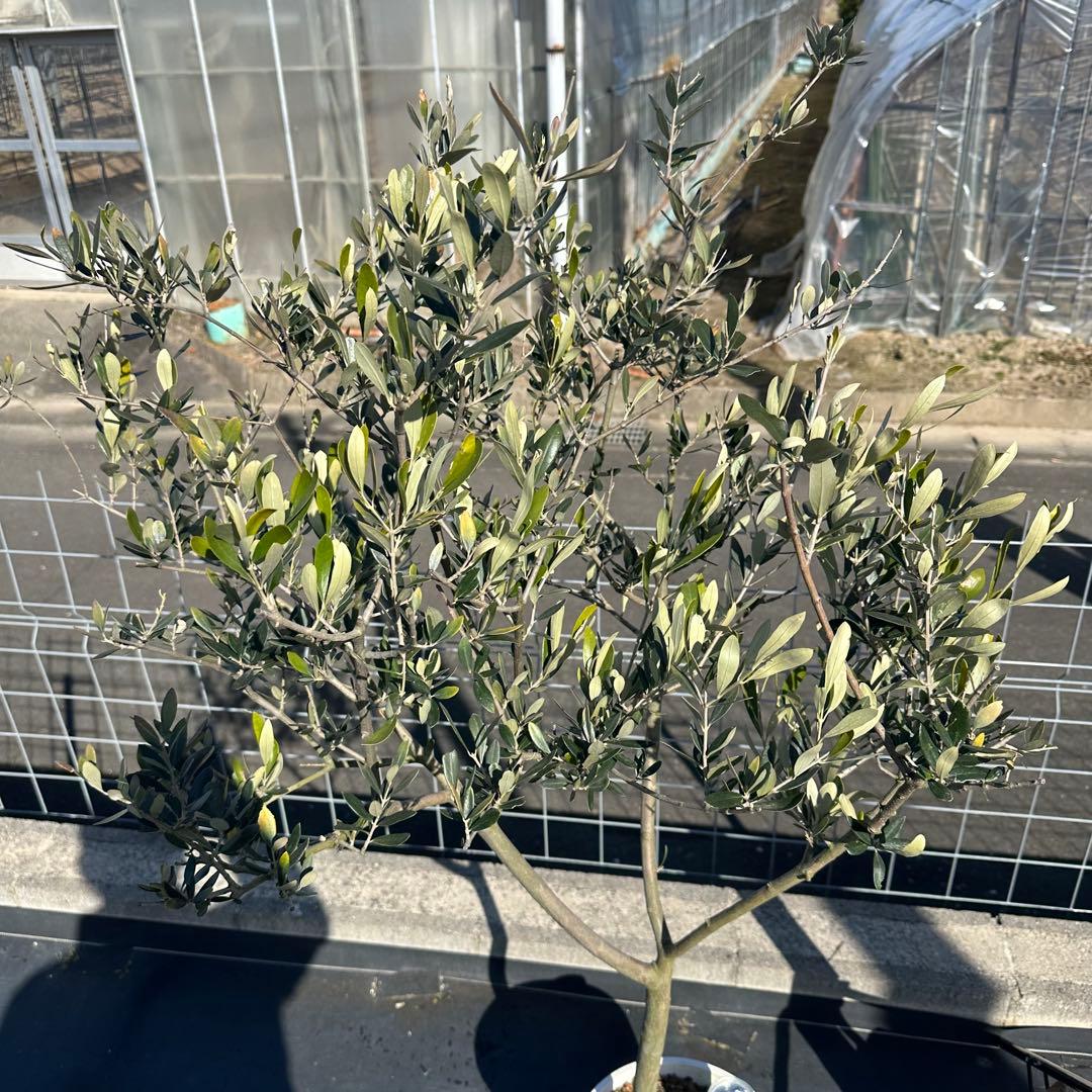 オリーブの木 シプレッシーノ 仕立て品 【樹高:約135cm】Jan01