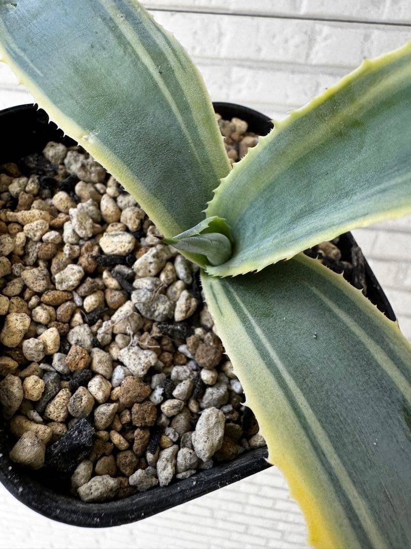 アガベ　Agave リップルエフェクト　Ripple effect