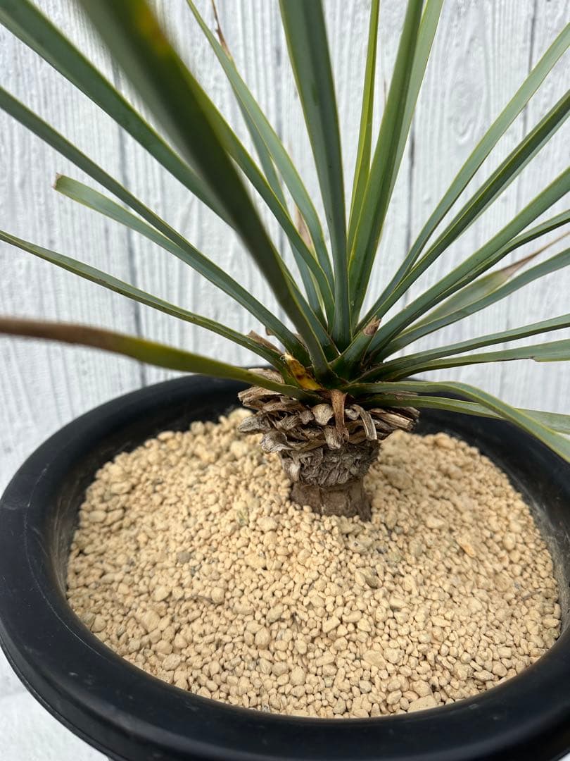 Yucca リギダ ユッカリギダ
