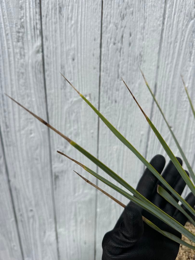 Yucca リギダ ユッカリギダ