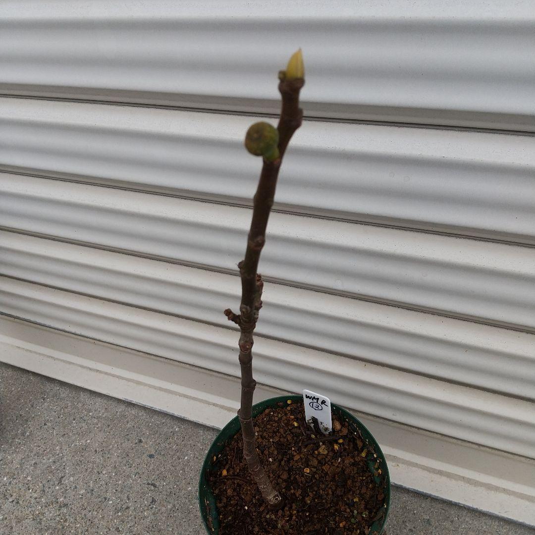 ⑫★希少高級イチジク苗木★【ウォーターメロンラッシュ⑫】〖1月31日撮影〗