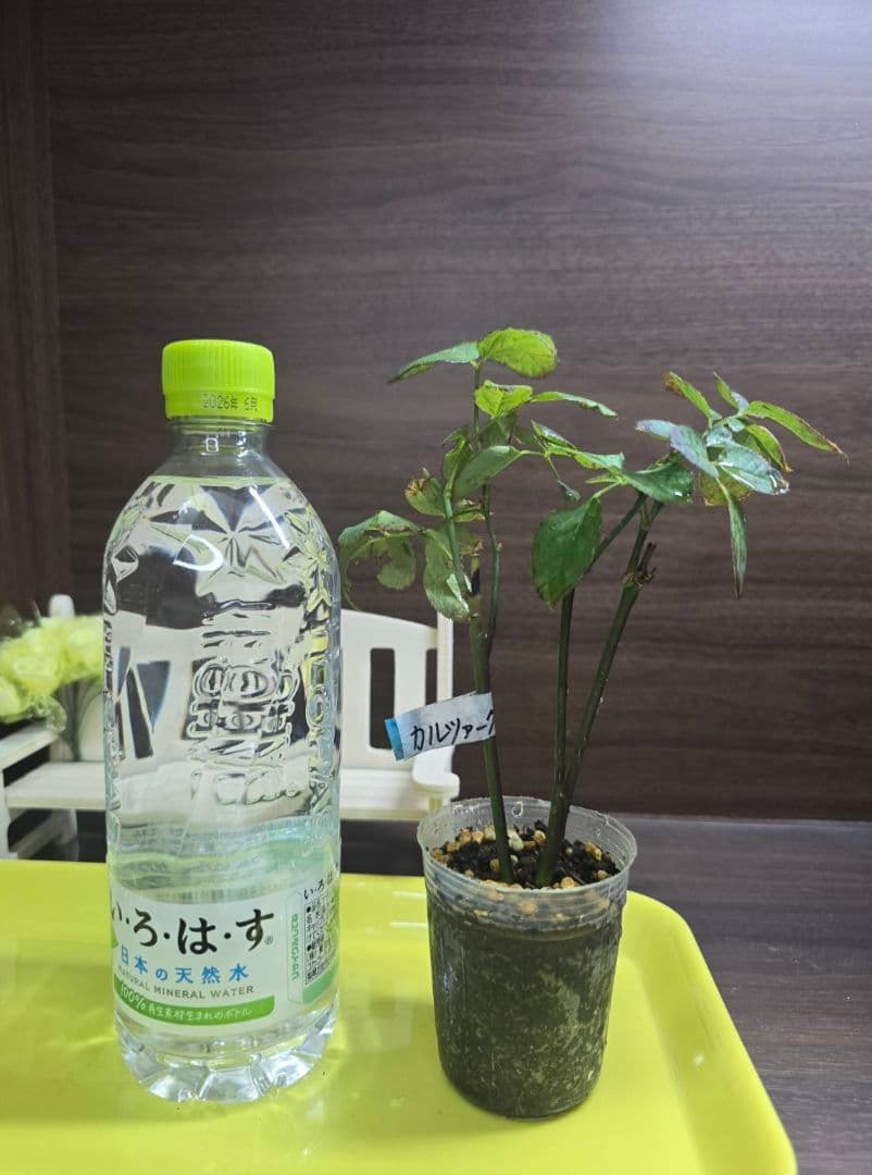 ①ご確認用ページ