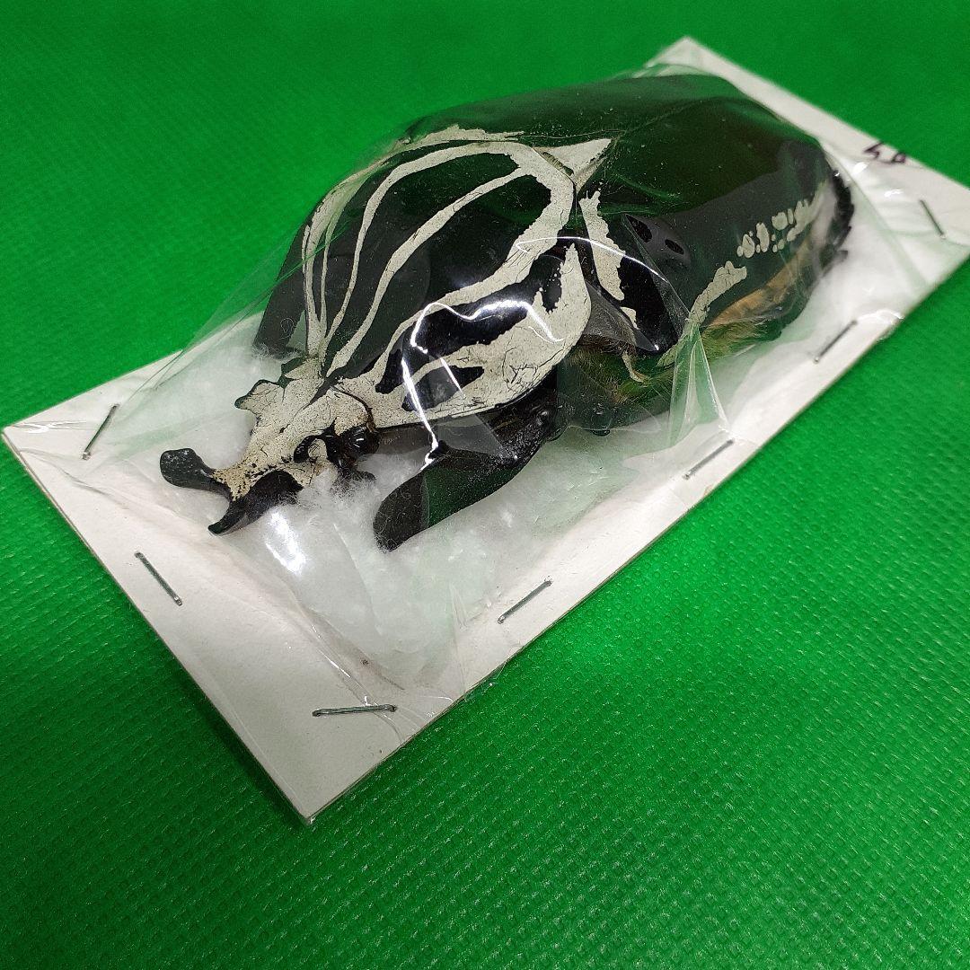 標本 Goliathus goliatus apicalis 85mm CONGO