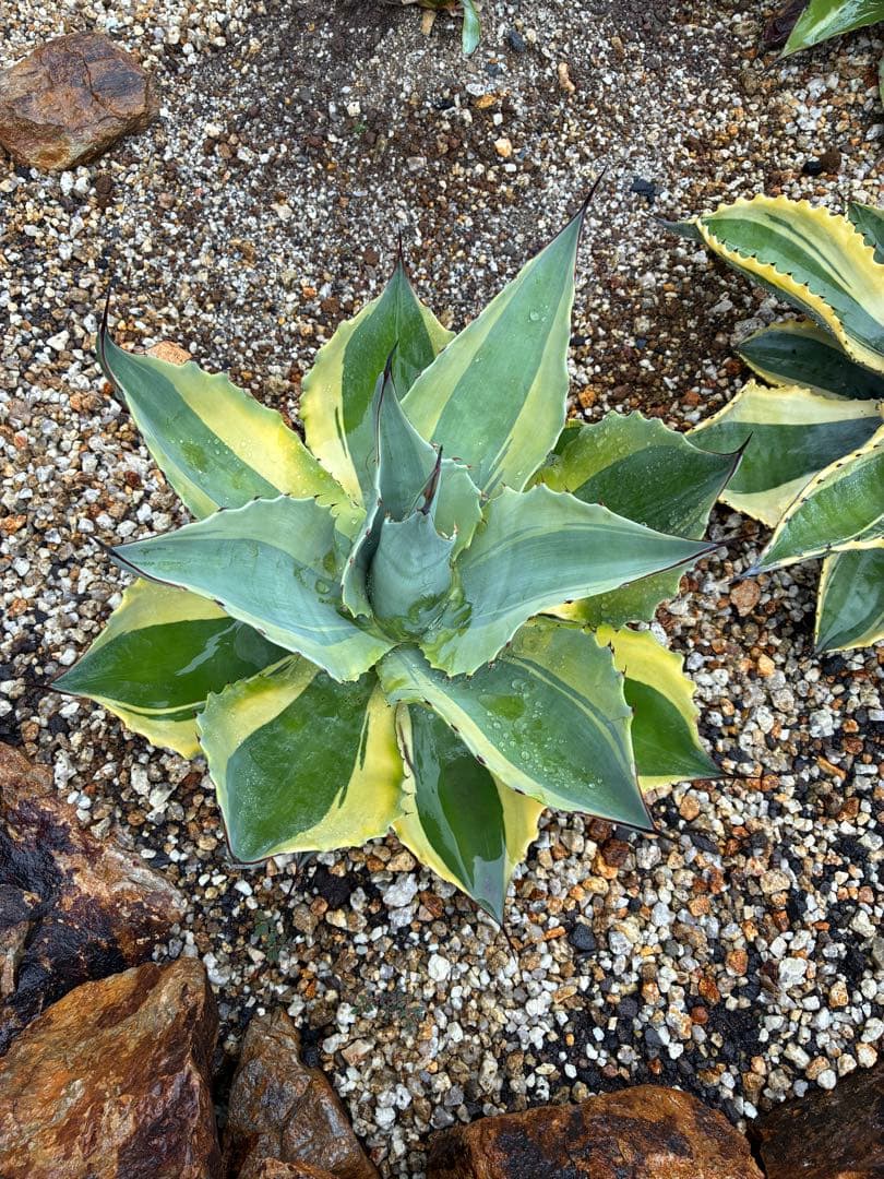 極上！オバティフォリア　オルカ　希少！大株　 斑入り