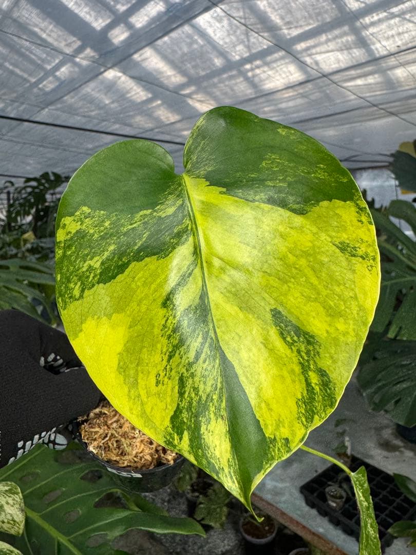 M*u様 K4モンステラ　イエローマリリン　黄斑入り