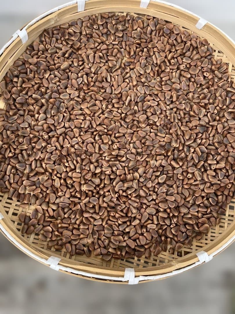 松の実5キロ+かぼちゃの種