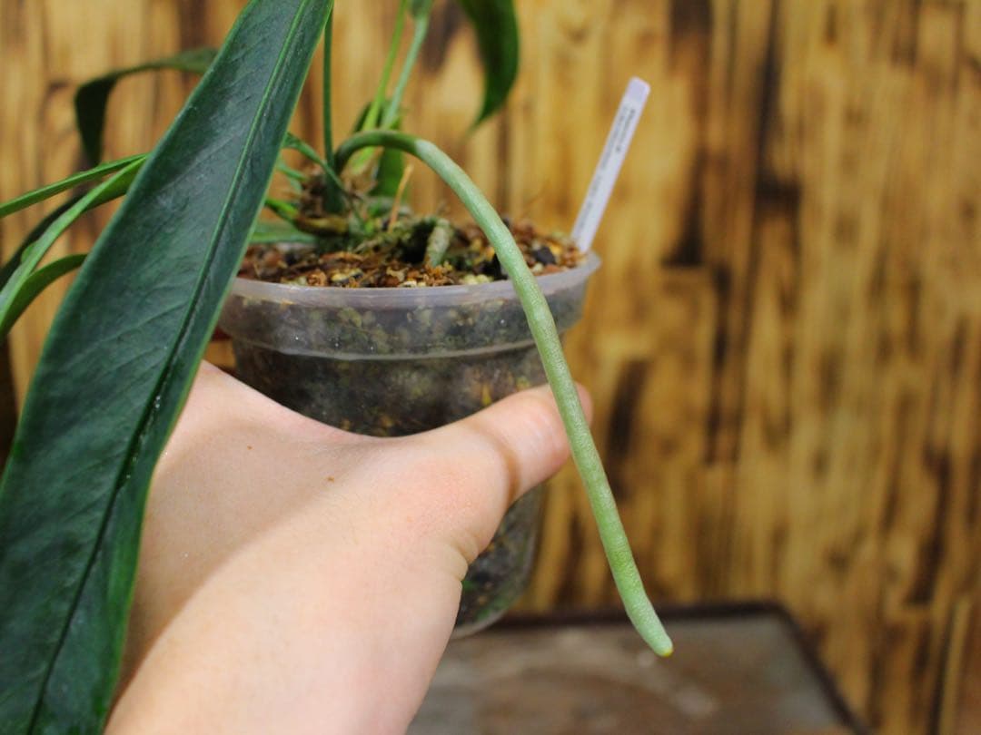 アンスリウム ペンデンスAnthurium type pendens JA｜希少